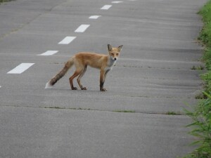 4日目　初きつね！